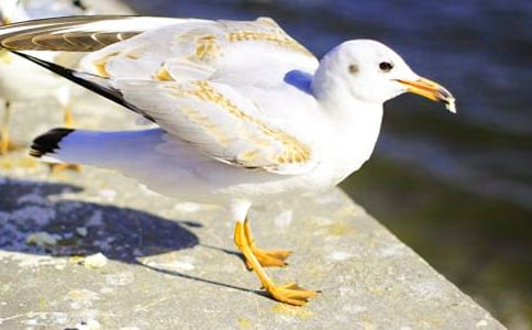 �������S�ĺ��t��(y��u)��̰�