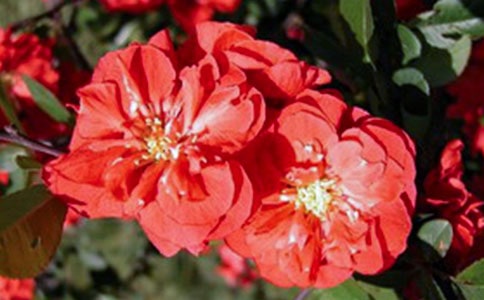 �������fЦ���Lɢ��