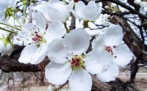 ����еĺ��ġ��x���