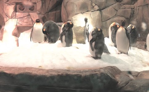 極地海洋公園游記作文