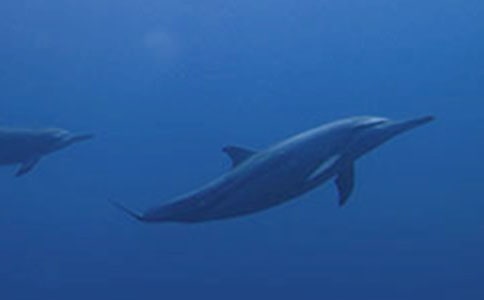 �������*