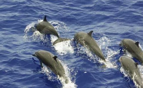 夢游記之海豚島-想象作文