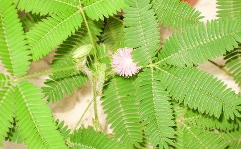 小學(xué)生含羞草觀察日記3篇