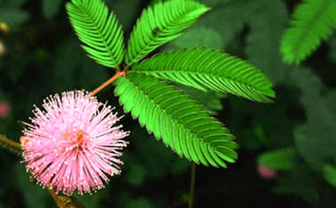 小學(xué)含羞草觀察日記