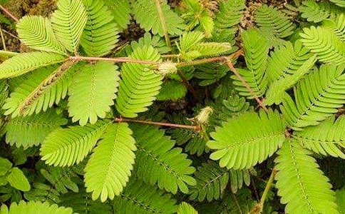 觀察含羞草的日記(精選39篇)