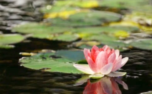 �P(gu��n)�ڐۺú�ƽ�����Դ�ȫ