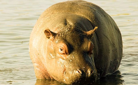 關于大河馬水上樂園的作文(通用12篇)