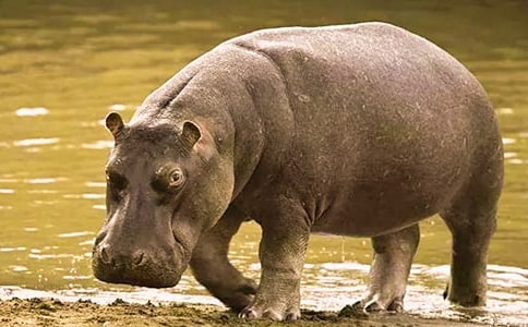 河馬會(huì)飛想象作文