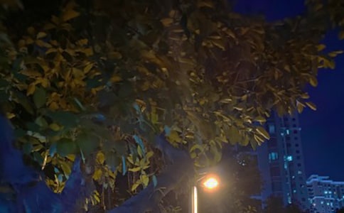 ��ҹ������ӛ