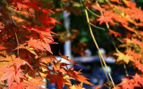 ��ɽ�t�~�̌W�O(sh��)Ӌ