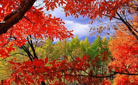 秋天的崛圍紅葉五年級(jí)作文500字