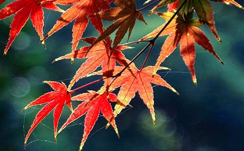 ����ӵļt�~����