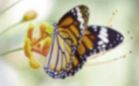 ����һֻС����800������