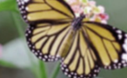 蝴蝶童話的作文300字