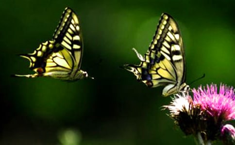 �^���������ӛ