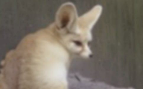 ��؂�͞��fͯԒ����