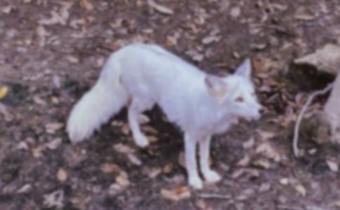 �Ϻ�؂��С��؂ͯԒ����