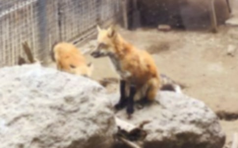 小狐貍童話作文