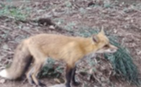 2020�����P��С��؂�ĕ����x�����ƪ