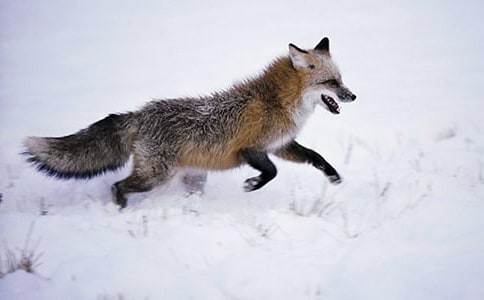 小狐貍和小熊第一次歷險(xiǎn)童話作文