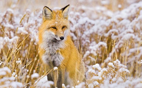 【精選】狐貍童話作文300字3篇