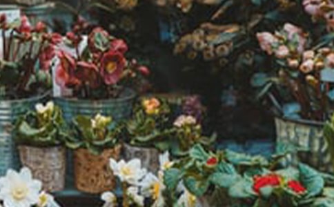 去花店買(mǎi)花作文