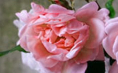 《鳥是樹的花朵》讀后感