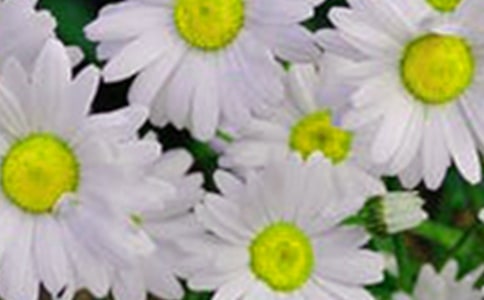 ز�۵Ļ�������650��