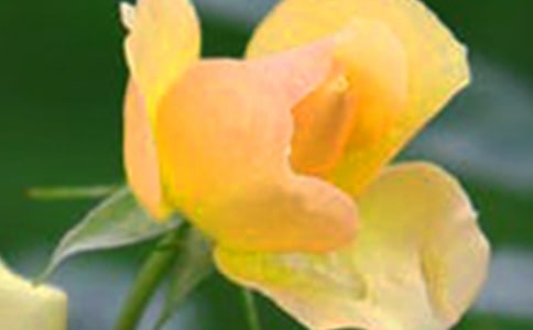 我不做溫室的花朵作文400字