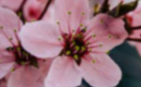 開(kāi)在心靈深處的花朵作文