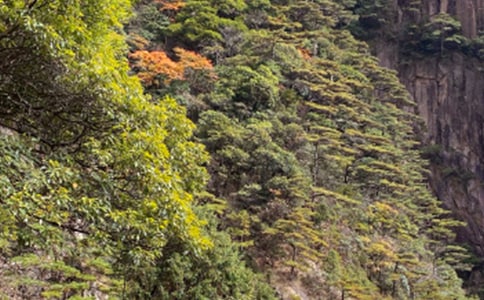 黃山游記作文(精選31篇)