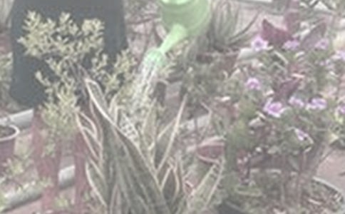 一年級(jí)描寫澆花的作文