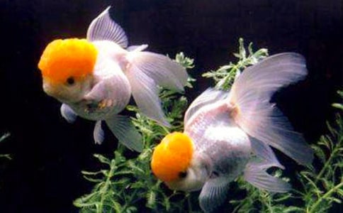 觀察金魚的日記