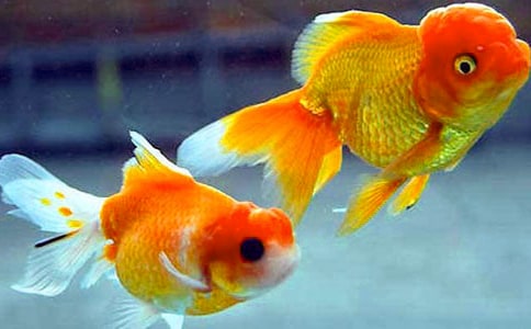 小金魚(yú)作文