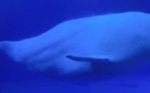 ���o�L�~�ĳ��h�����]