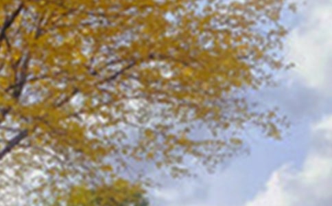 �茑������ɫ������ -����