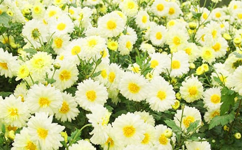 �茑����ջ������ĺϼ�10ƪ