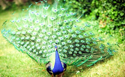 驕傲的孔雀童話作文400字5篇