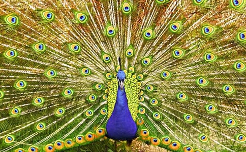 關(guān)于驕傲的孔雀童話作文合集五篇