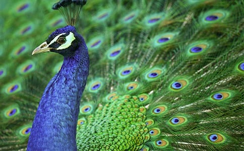 ��ȸ������