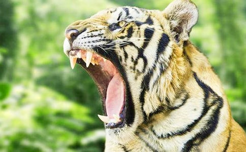 大連老虎灘游記作文600字