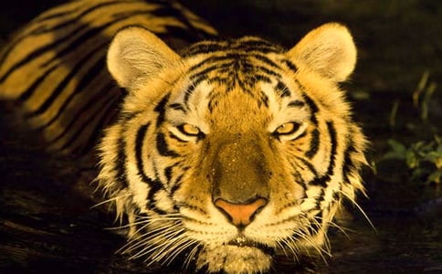 【推薦】老虎的童話作文合集5篇