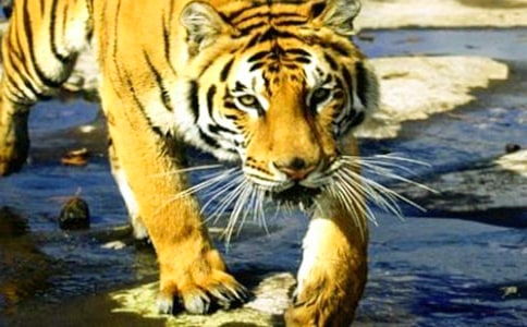 �ϻ�����ӛ����