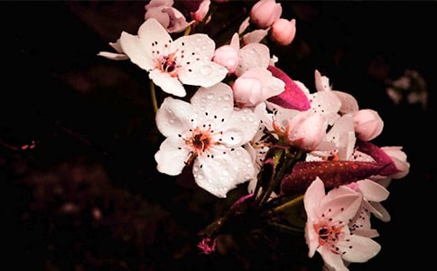 贊美梨花的唯美句子