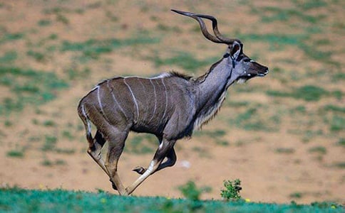 ������ľ��