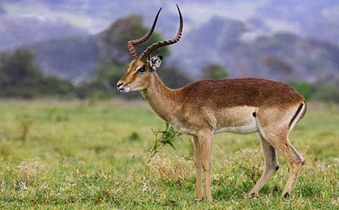 羚羊中途熄火后,再啟動無法著車