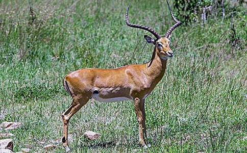 ����ľ��