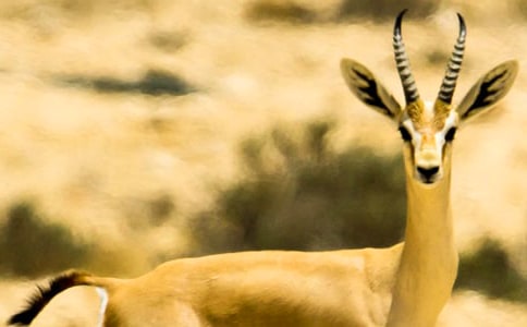 ������Ĺ������