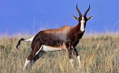 羚羊木雕教學(xué)反思