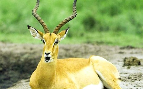 22����ľ��